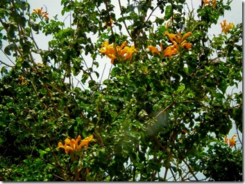 orange flower plant